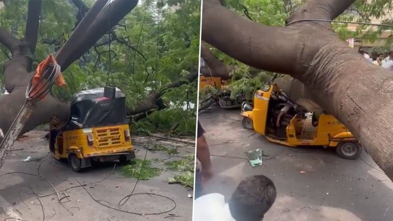 Hyderabad Shocker: Old Tree Collapses on Auto Rickshaw, Claims Driver's Life in Old MLA Colony (Watch Videos)