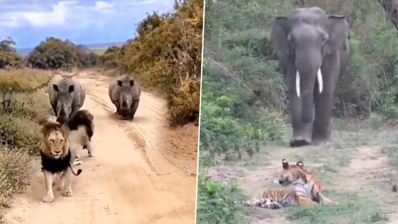 Jungle Faceoff: Lions, Tiger Have Tough Time in Chilling on Lazy Afternoon as They Get Interrupted by Rhinos and Elephant in Two Separate Incidents (Watch Video)