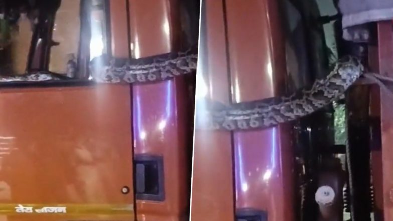 Giant Python Found in Greater Noida Video: Huge Snake Enters Truck Cabin, Rescued by Officials; Viral Clip Surfaces