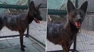 Dogxim Dies: World&rsquo;s First Dog-Fox Hybrid, Discovered Accidentally After Car Accident in 2021, Passes Away; Probe Launched to Ascertain Cause of Death