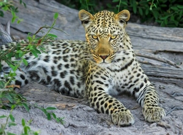 India News | UP: Leopard Dies During Treatment in Etawah Lion Safari