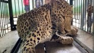 India News | MP: Leopard with Whom Villagers Took Selfies With, Still Undergoing Treatment at Indore Zoo