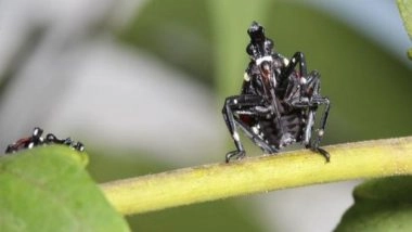 Science News | Invasive Spotted Lanternfly May Not Harm Hardwood Trees: Study