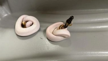 India News | Customs Officials Seize Rare Snakelets from a Passenger at Chennai Airport
