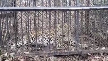 India News | Operation Leopard: Fifth Big Cat Captured Near Andhra's Narasimhaswamy Temple