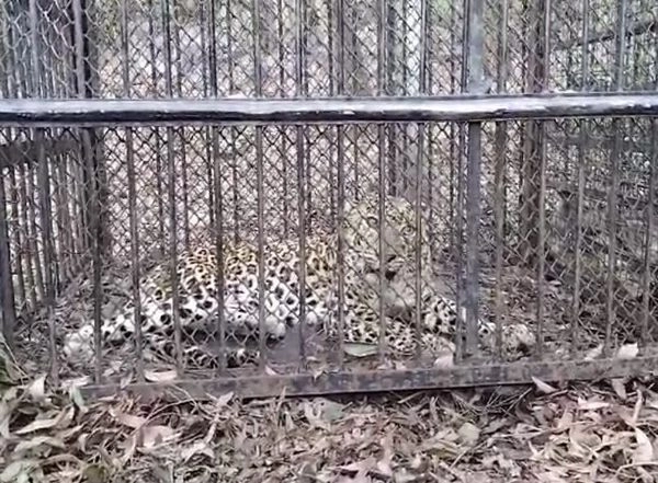 India News | Operation Leopard: Fifth Big Cat Captured Near Andhra's Narasimhaswamy Temple