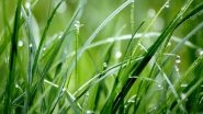 Science News | Study Sheds Light on Role of Grasses in Climate Change Control
