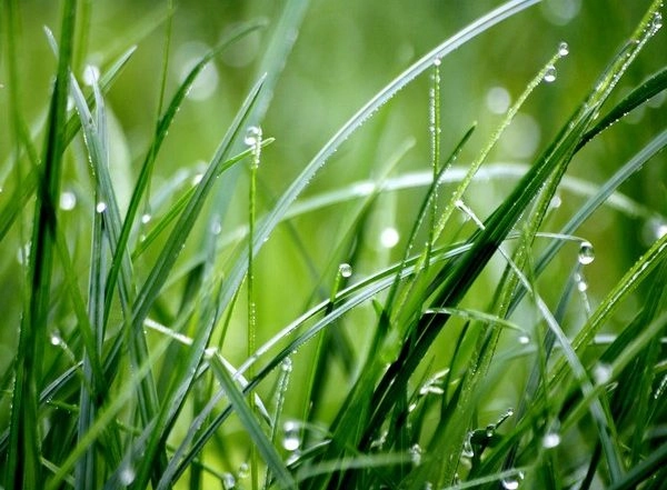 Science News | Study Sheds Light on Role of Grasses in Climate Change Control