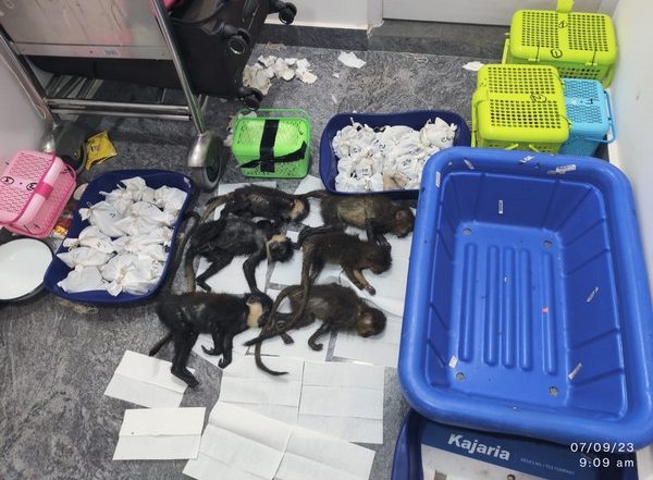 India News | 72 Exotic Snakes, 6 Capuchin Monkeys Seized at Bengaluru Airport