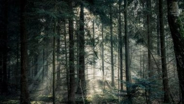 Science News | Study Reveals How Trees Influence Cloud Formation