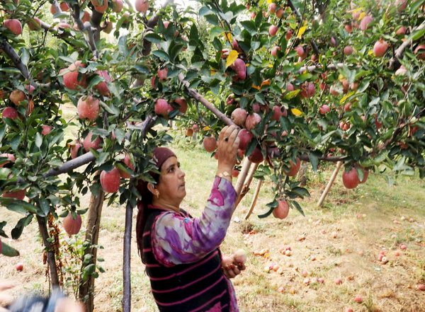 India News | 'Save Apple, Save Kashmir' Conference Held in Kulgam to Save Apple Industry 