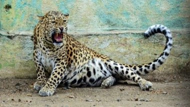 India News | J-K: Wildlife Dept Issues Shot-at-sight Order for Man-eater Leopard in Udhampur