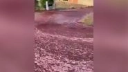 World News | River of Red Wine Flows Through Portuguese Town After Distillery Accident