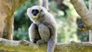 Business News | Bali Safari's Conservation Efforts: Saving the Javan Gibbon Species with BKSDA