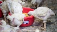 World News | Israeli Startup&rsquo;s Lab-grown Chicken Gets Certified by Largest US Kosher Agency