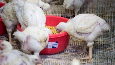 World News | Israeli Startup’s Lab-grown Chicken Gets Certified by Largest US Kosher Agency
