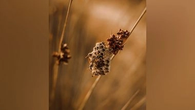 Science News | Wild Bees' Development, Health Are Hampered by Lack of Maternal Care: Study