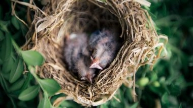 Science News | Ground-nesting Birds Design Their Nests to Hide from Predators: Study