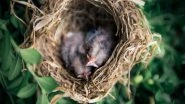 Science News | Ground-nesting Birds Build Their Nests to Protect Themselves from Predators: Study