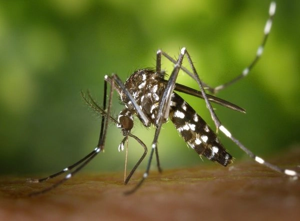 World News | US: Officials Call for Precaution as First Death Due to West Nile Virus Reported in New Jersey