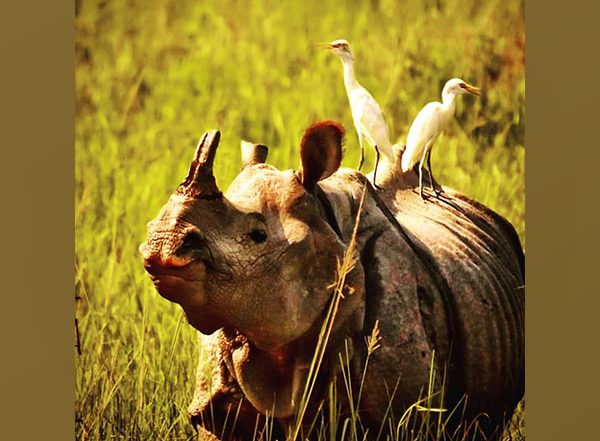 India News | India’s Rhino Population on the Rise, Stringent Conservation Efforts Continue