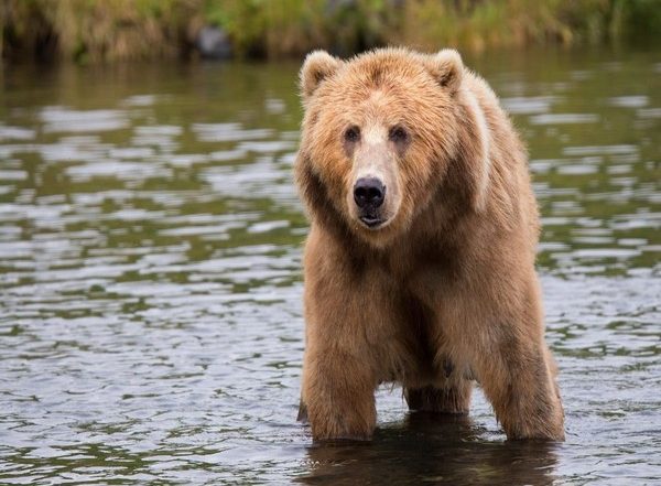 Science News | Study Reveals Most Critical Issues for Grizzly Bear Conservation