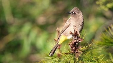 Science News | Bright City Lights in Big Cities Causing Smaller Eyes in Some Birds: Study