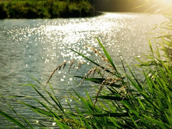Science News | Sewage Discharge is Worse for Rivers Than Agriculture: Study - Vimarsana News