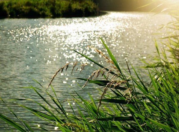 Science News | Sewage Discharge is Worse for Rivers Than Agriculture: Study