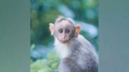 Science News | Monkeys Make a Stink in Response to Human Noise