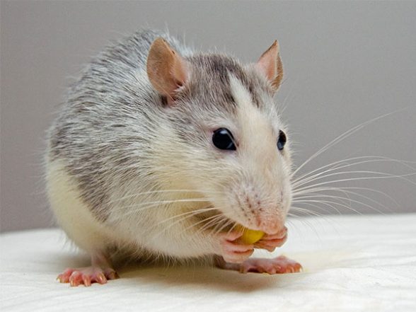Health News | Scientists Rebuild Neurons That Allow Mice to Walk Again After Spinal Cord Injury - Vimarsana News