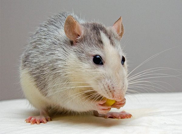 Health News | Scientists Rebuild Neurons That Allow Mice to Walk Again After Spinal Cord Injury