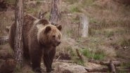 Science News | Study Identifies&nbsp;most Urgent Issues for Grizzly Bear Conservation