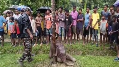 India News | Elephant Calf Rescued from Drain in Assam&rsquo;s Sonitpur