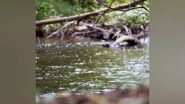 Science News | Microplastic Sources and Hidden Sinks Can Be Found in Rivers