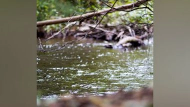 Science News | Microplastic Sources and Hidden Sinks Can Be Found in Rivers