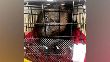 India News | Assam: 5 Arrested with 8 Rare Species of Animals Including White-faced Monkey, Black Gorillas&nbsp;