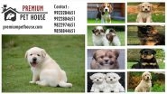 Business News | Premium Pet House Sold 500 Puppies in the Month of August 2023