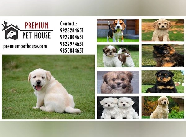 Business News | Premium Pet House Sold 500 Puppies in the Month of August 2023