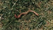 Science News | Study Finds Earthworms Contribute to Global Grain Production