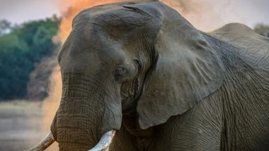 Science News | Wild Asian Elephants Have Unusual Puzzle-solving Abilities