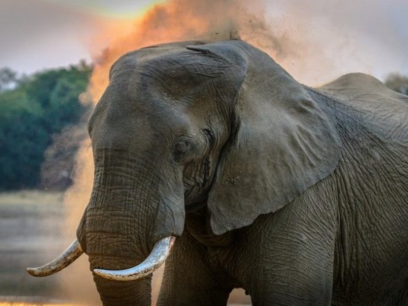 Science News | Wild Asian Elephants Have Unusual Puzzle-solving Abilities - Vimarsana News