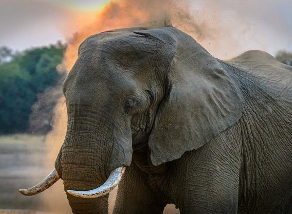 Science News | Wild Asian Elephants Have Unusual Puzzle-solving Abilities