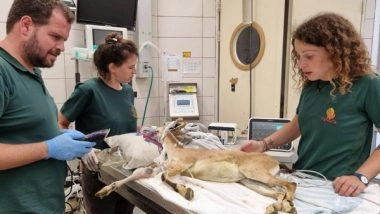 World News | Innovation in Conservation: Israeli 3D Printing Aids Injured Mountain Goat’s Return
