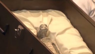 'Alien' Dead Bodies Found? Two 'Non-Human" Corpses Displayed in Mexico Congress, Scientists Call Fraud on Supposed Extraterrestrials (Watch Video)
