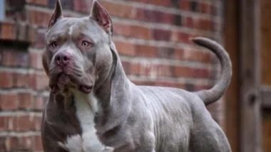 UK Dog Attack: Pet American XL Bully Rips Off Man's Genitals in Derbyshire