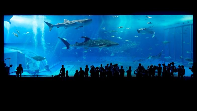 Massive Fish ‘Kills Itself’ After Being Dazzled by Camera Flash in Front of Aquarium Visitors