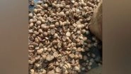 Mumbai: DRI Seizes Areca Nuts Worth Rs 32 Crore at Jawaharlal Nehru Port, Further Investigation Underway