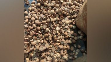 Mumbai: DRI Seizes Areca Nuts Worth Rs 32 Crore at Jawaharlal Nehru Port, Further Investigation Underway