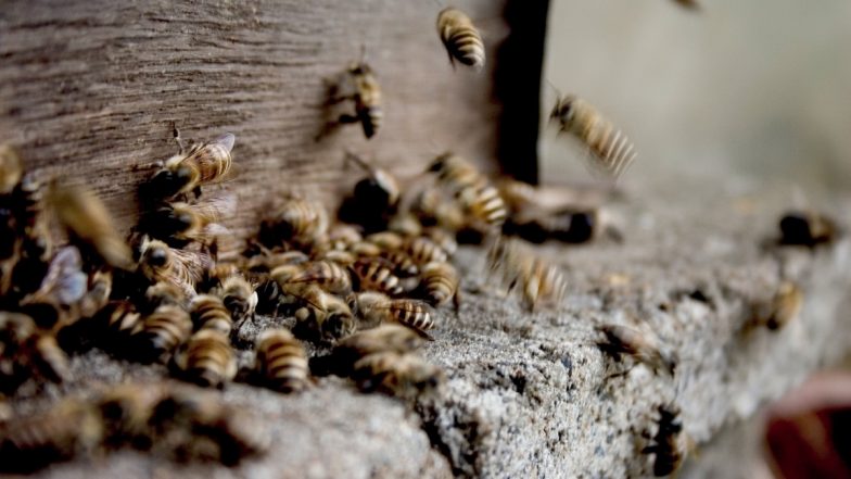 Karnataka: Swarm Of Bees Attack BJP Leaders and Workers During Protest in Kolar, Video Surfaces